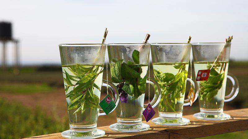 https://www.worldfoodinnovations.com/userfiles/innovations/koppert-cress-infusions-feat.jpg